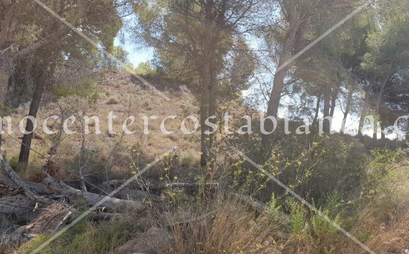 REF: P045 Plot in Callosa d'En Sarriá