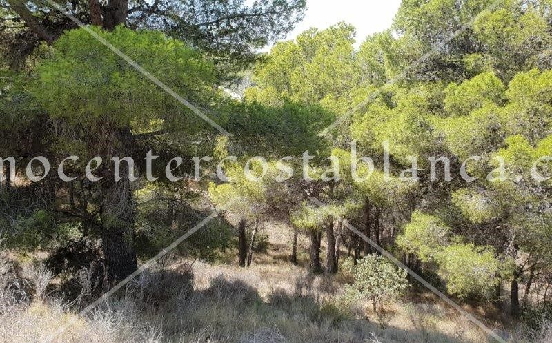 REF: P045C Plot in Callosa d'En Sarriá